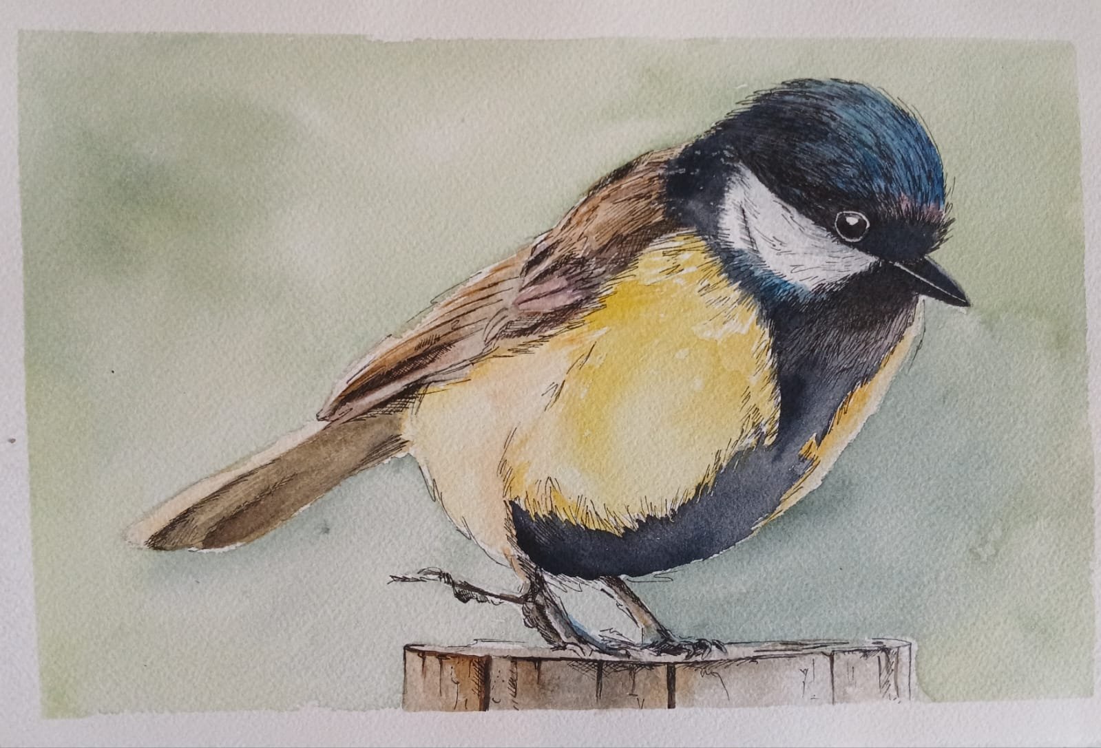 Mésange bleue posée sur un poteau, à l'encre et à l'aquarelle